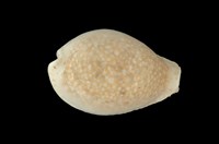 藏品(初雪寶螺)的圖片